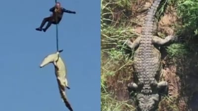 15-foot-long crocodile with body of businessman inside airlifted in South Africa. (X@CollinRugg)