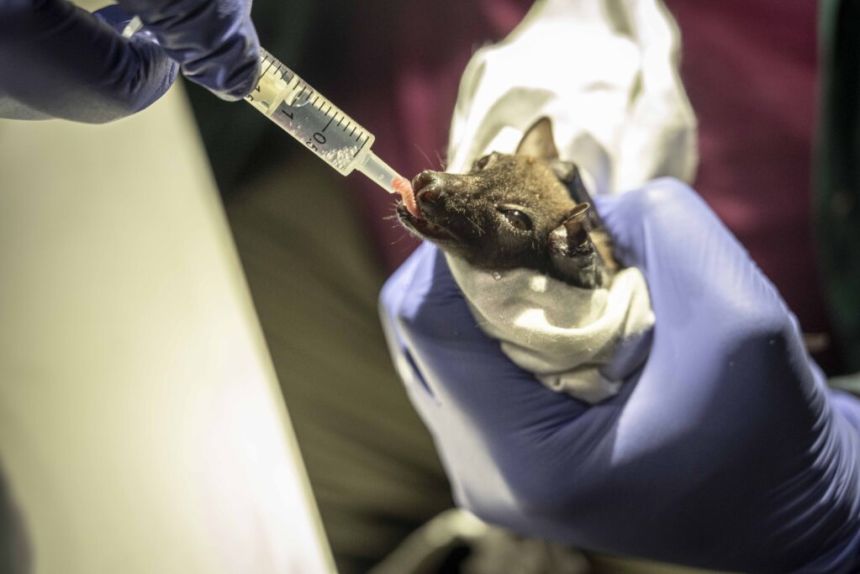 Human-caused wildfires endanger the habitats of many species within Cross River State, like the Angolan soft-furred bat (pictured).