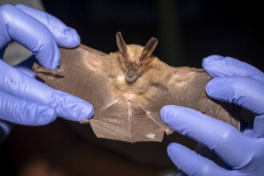 Bats are often vilified due to their associations with vampires, darkness and disease.