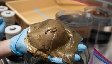 The mysterious golden orb found deep in the ocean is finally identified after two years