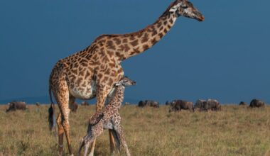 Newborn baby giraffe with her mother