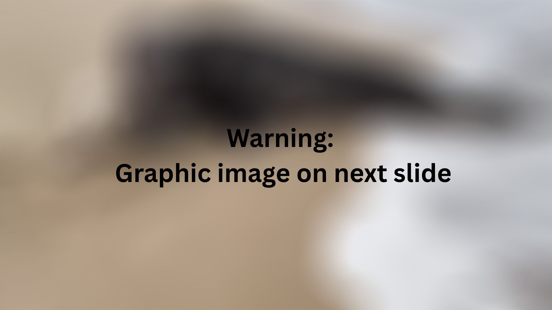 A view of a gray seal eating a white pup on a beach.