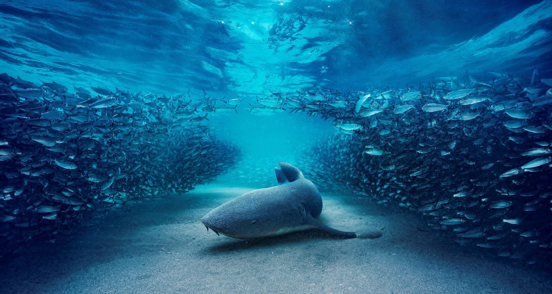 Sir David Attenborough to narrate BBC's Blue Planet III