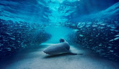 Sir David Attenborough to narrate BBC's Blue Planet III