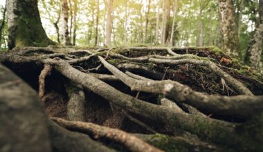 Close-up of tree roots in a sunlit forest, showcasing natural textures and greenery.