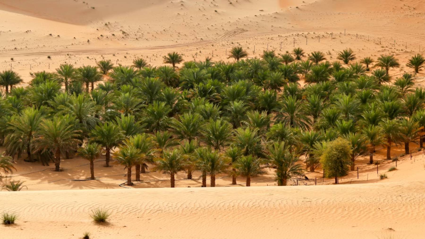 Oasis, solar plant
