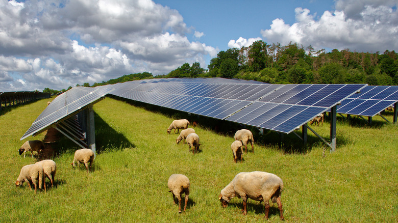 Sheep grazing among solar panels