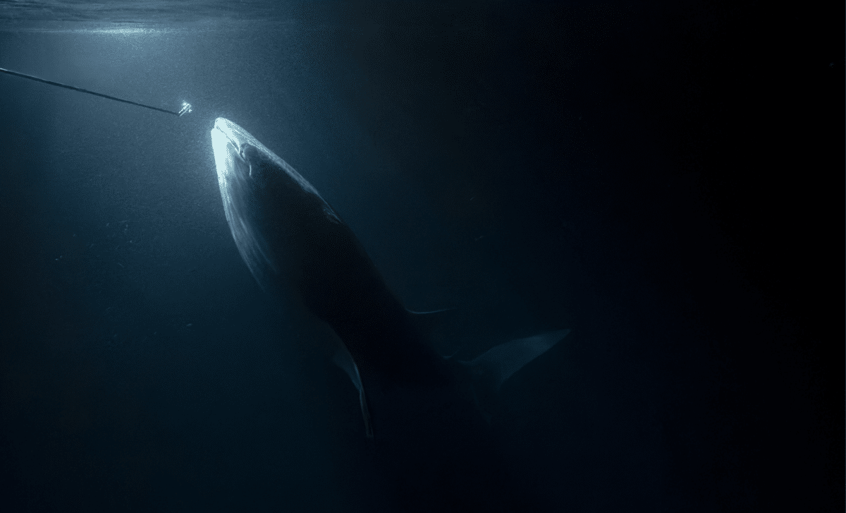 Scientists Drop Recorders In Amazon Stream And Capture Predators Hunting Like Never Before