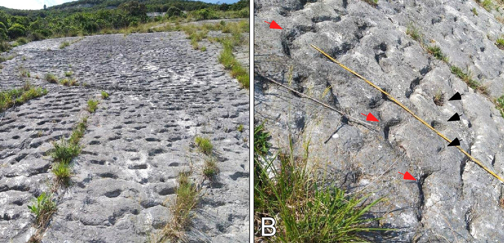 Hikers find sea turtle stampede tracks dating back 80 million years