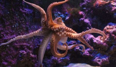 10 Of The Smartest Animals In The Wild