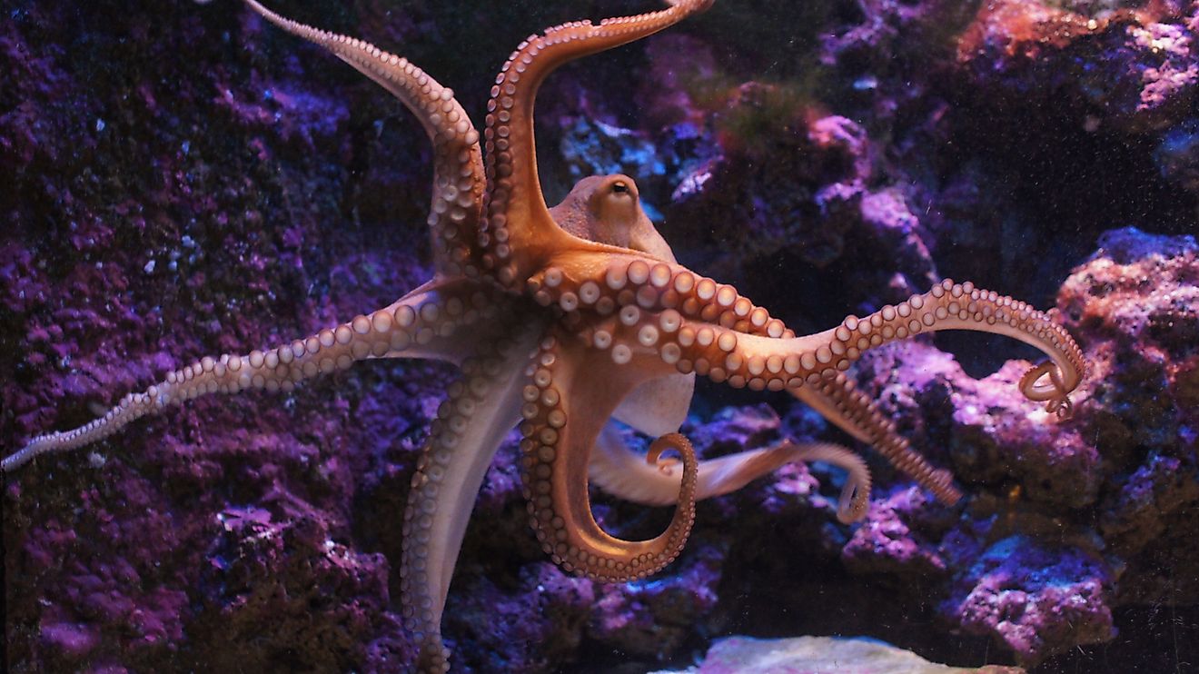 10 Of The Smartest Animals In The Wild