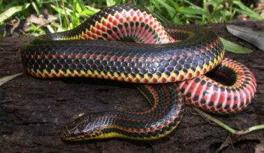 Snake with red, yellow, and black underside coiled on a log, illustrating snake cannibalism research