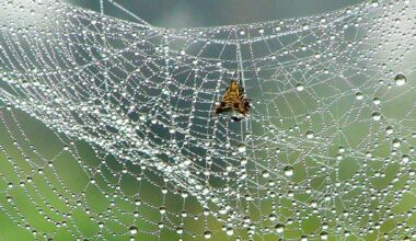 Illustration of spider webs and insects highlighting spiders’ role in pest control and ecosystem balance