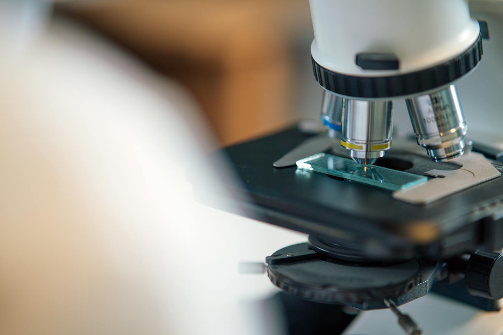 tardigrade microscope close-up