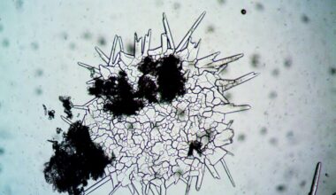 Tardigrades can survive being boiled, frozen to near absolute zero, blasted with radiation, and exposed to the vacuum of space, and they do it by drying themselves into a glass-like state where every cellular process stops and they wait, sometimes for decades, for water to come back.
