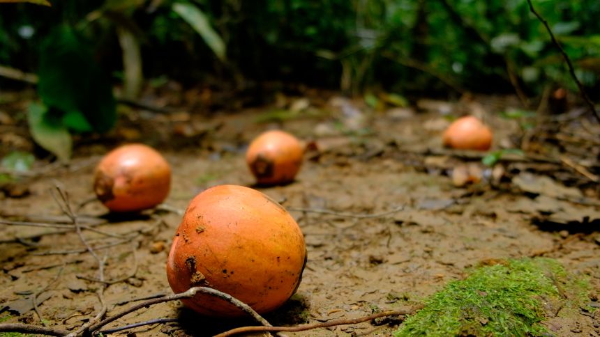 Also known as jackalberry fruit, ebony fruit has a fleshy texture.
