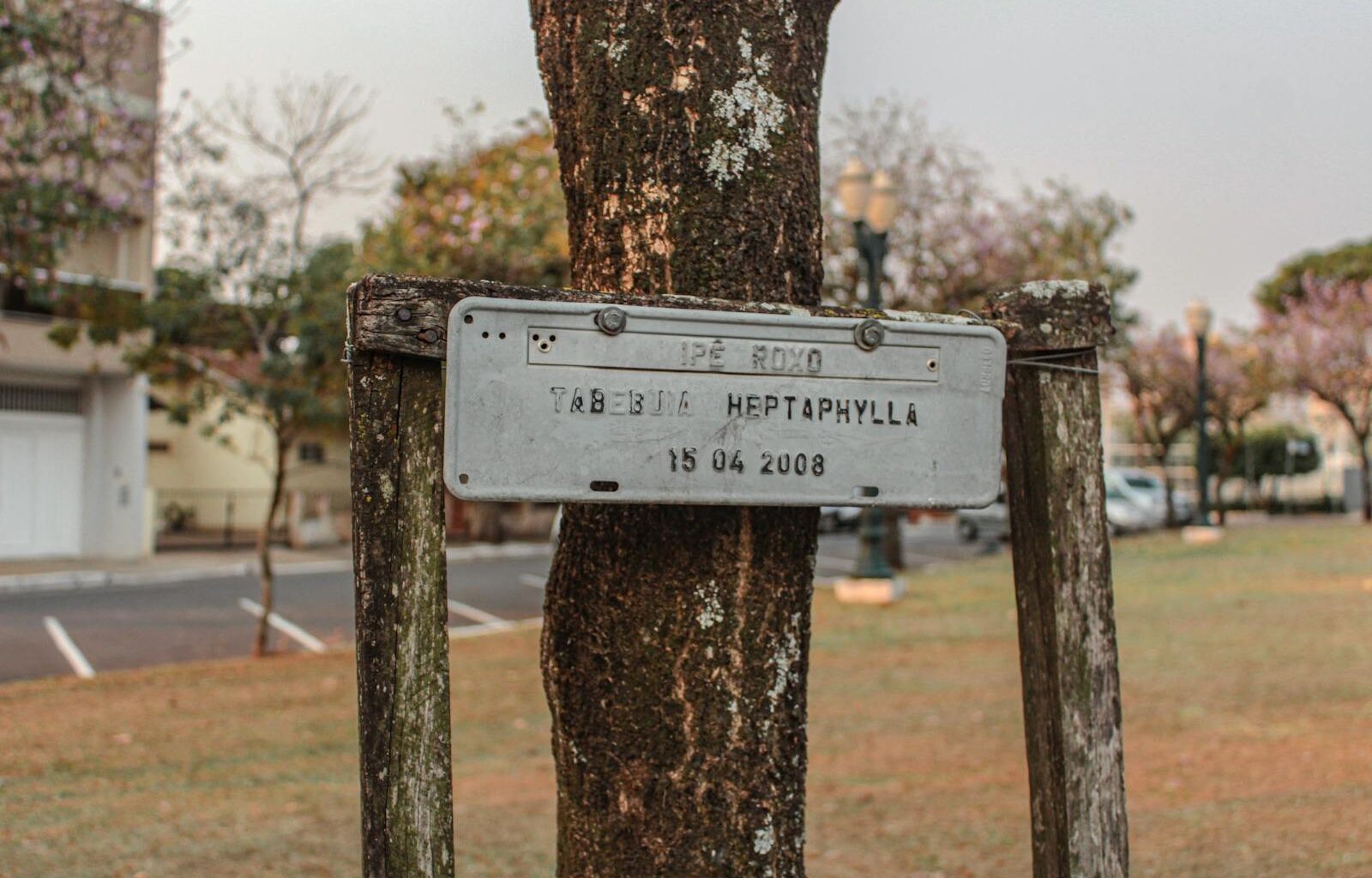In 1971, Apollo 14 astronaut Stuart Roosa carried hundreds of tree seeds around the Moon in his personal kit, and the ordinary-looking seedlings that came home were planted in courthouses, schools and parks where many grew for decades with their flight history hidden in small plaques