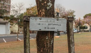 In 1971, Apollo 14 astronaut Stuart Roosa carried hundreds of tree seeds around the Moon in his personal kit, and the ordinary-looking seedlings that came home were planted in courthouses, schools and parks where many grew for decades with their flight history hidden in small plaques