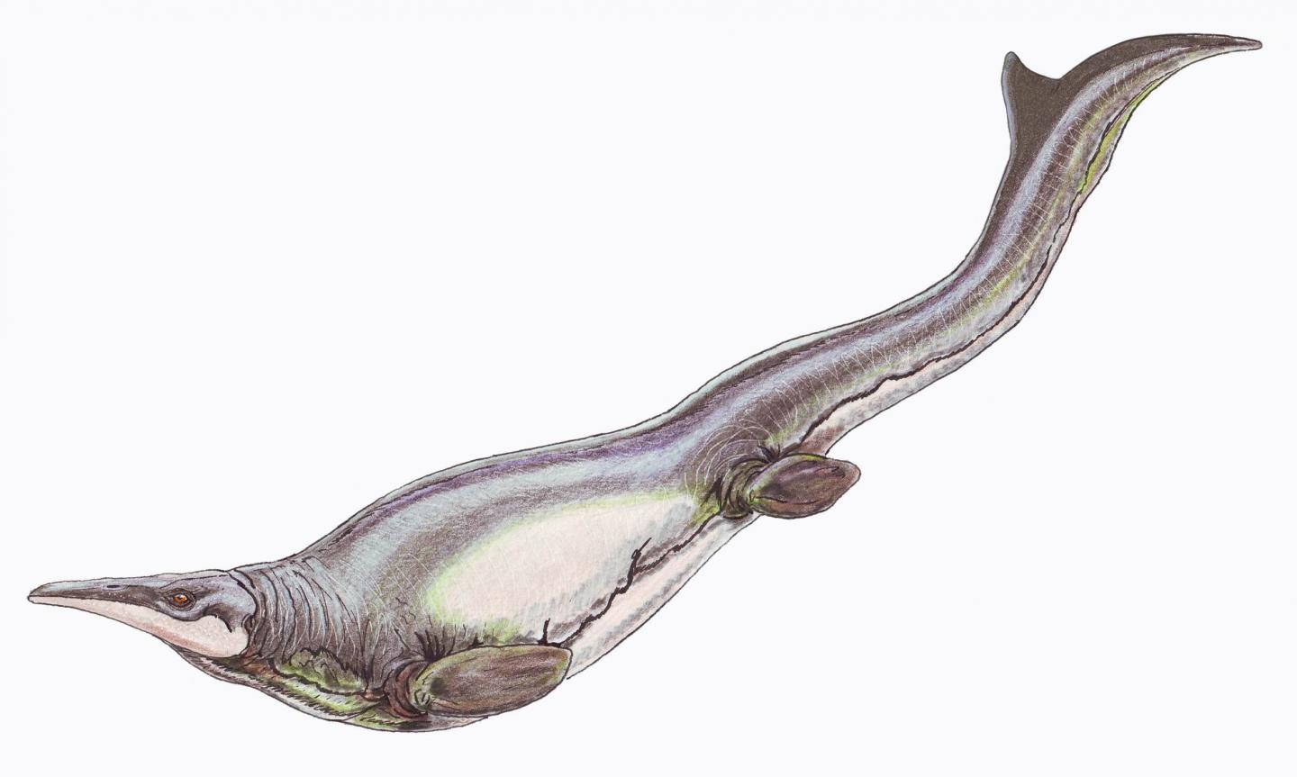 A drawing of a gray mosasaur (a dolphin-shaped reptile) on a white background
