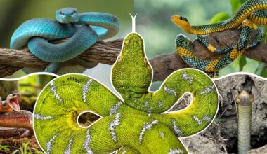 A compilation of many images of snakes with a green and white snake in the center
