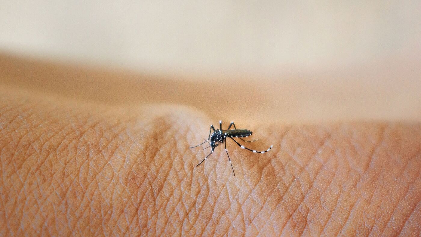 Should we reengineer the world's deadliest animal? : Short Wave : NPR