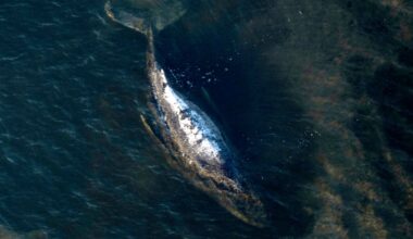 Autopsy for Timmy the humpback whale set for next week : NPR
