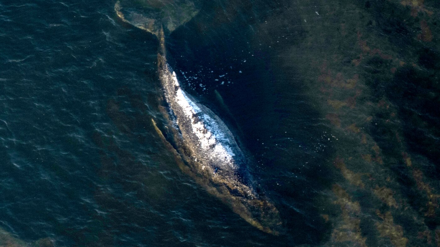 Autopsy for Timmy the humpback whale set for next week : NPR