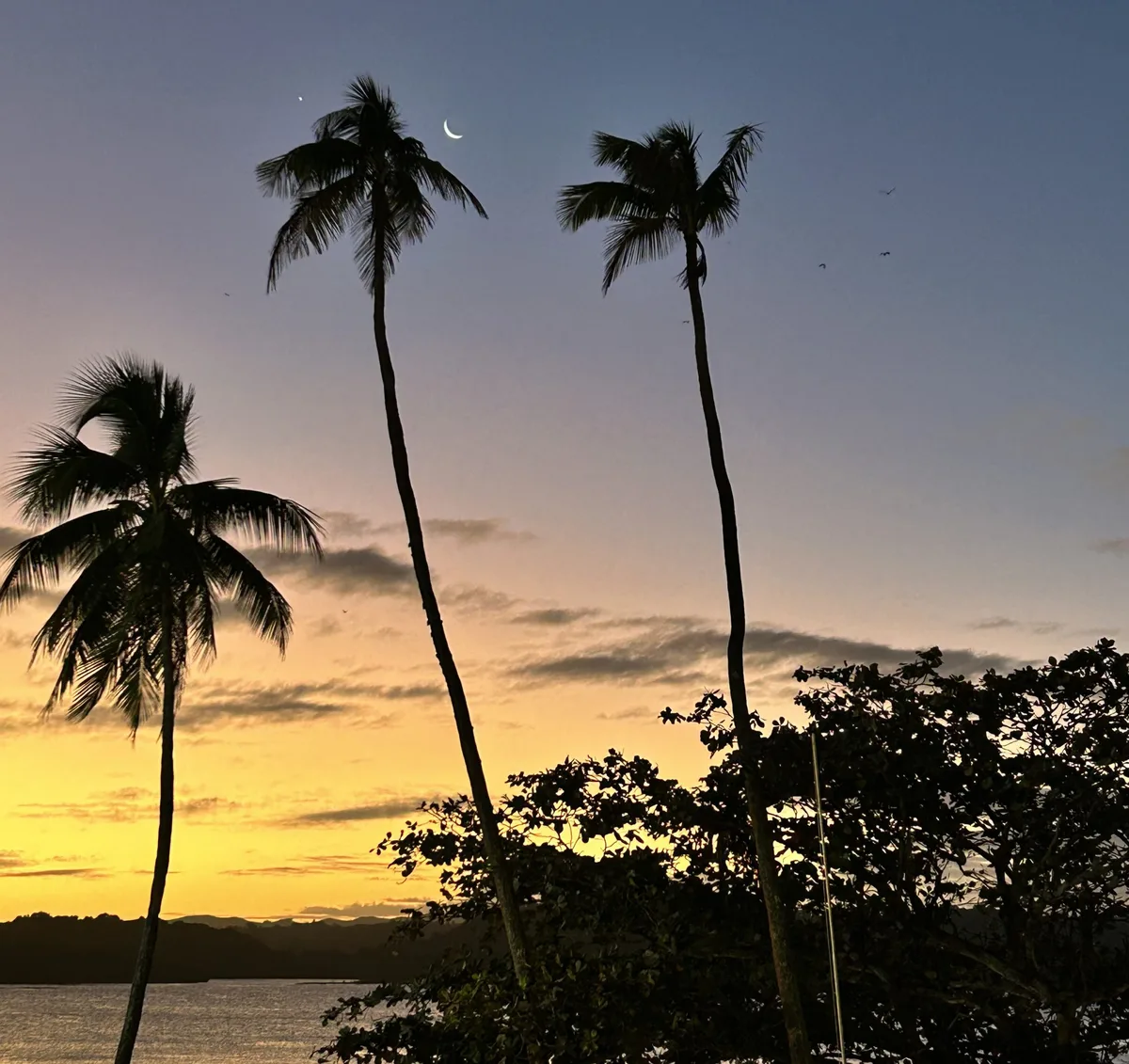 Alyssa Giannoni captured this view of the crescent Moon and Venus – visible either side of the middle tree – from Yanuca Island, Coral Coast, Fiji, 18 May 2026