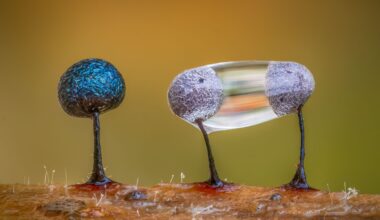 Award-winning photo of slime mold measuring just one millimetre across created from 87 macro shots using world's first IP53 weather-sealed camera