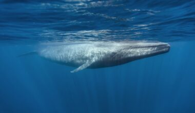 One whale song unlocks decades of hidden ocean data