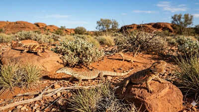 Why Australia became home to one of the world’s largest lizard populations