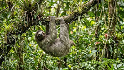 Why do sloths risk their lives just to poop: Scientists say the reason is bizarre