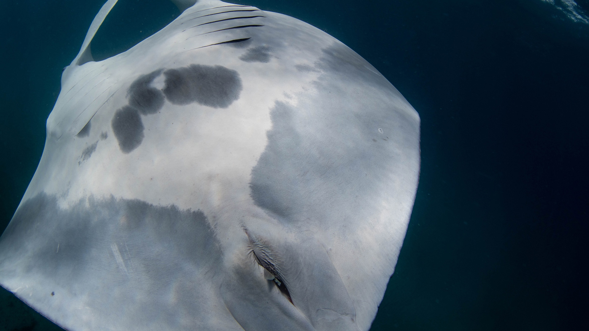 A close up of the white underbelly of a manta ray, with a small gray fin of a remora sticking out of the cloaca.