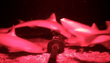 Youtuber Drops Night Vision Camera Into The Indonesian Ocean Depths And Discovers Species Never Before Seen Alive