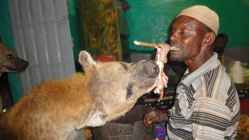 Bone-crushing hyenas are cleaning up city streets in Ethiopia