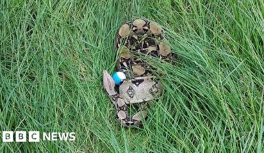 Two boa constrictors found on Darlington golf course in one week - BBC