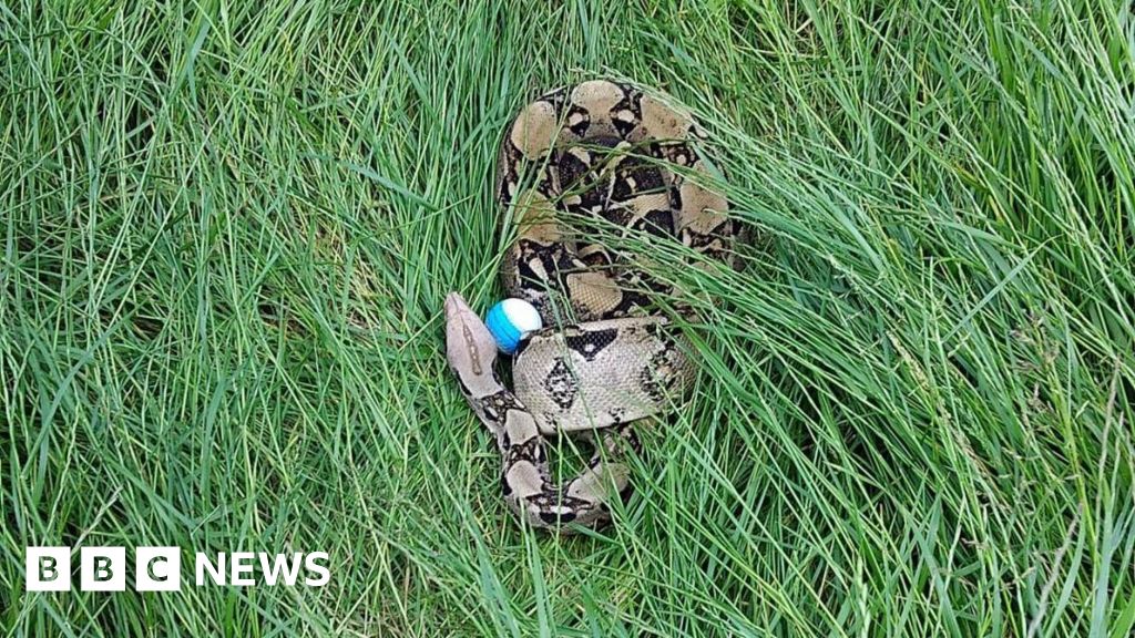 Two boa constrictors found on Darlington golf course in one week - BBC
