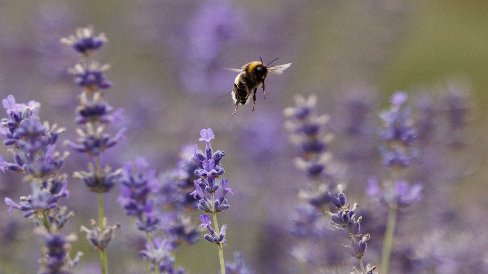 Bee pollinating lavender.