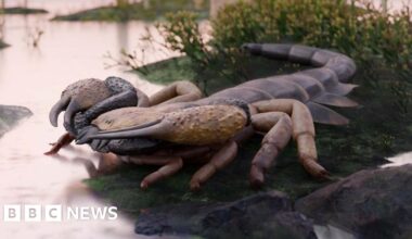 World's largest scorpion roamed UK 400 million years ago, says expert - BBC