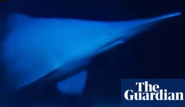 Goblin shark with face ‘not even a mother would love’ seen alive in natural habitat for first time | Sharks
