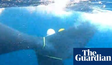 New Zealand whale freed from fishing net in ‘particularly dangerous’ multi-day operation | New Zealand
