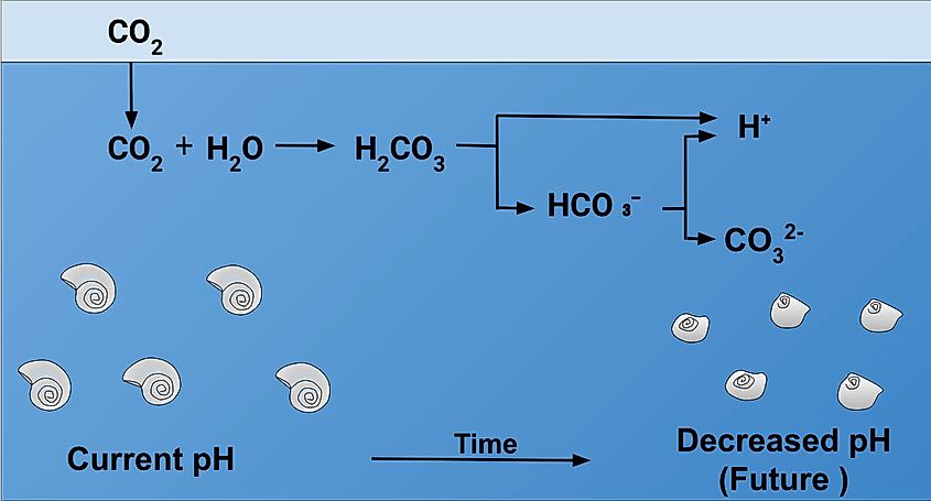 Pteropod shell dissolution in acidic conditions