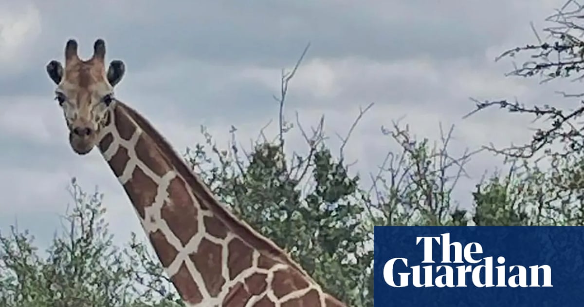 Gracie the giraffe who loves to wander found safe after search with community help | Texas