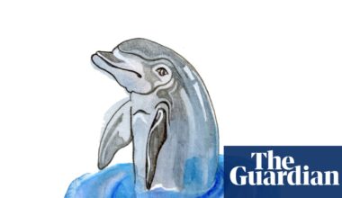 How do dolphins’ blowholes work and how fast do clouds travel? The kids’ quiz | Family
