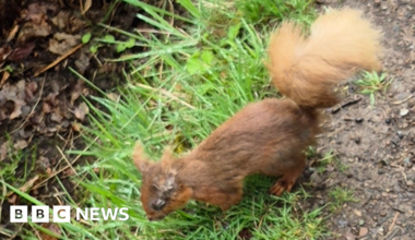 Squirrelpox warning after sick red squirrels spotted in Dollar - BBC
