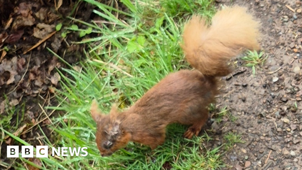 Squirrelpox warning after sick red squirrels spotted in Dollar - BBC