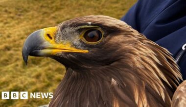 Golden eagle died after 'territorial combat' with another bird - BBC