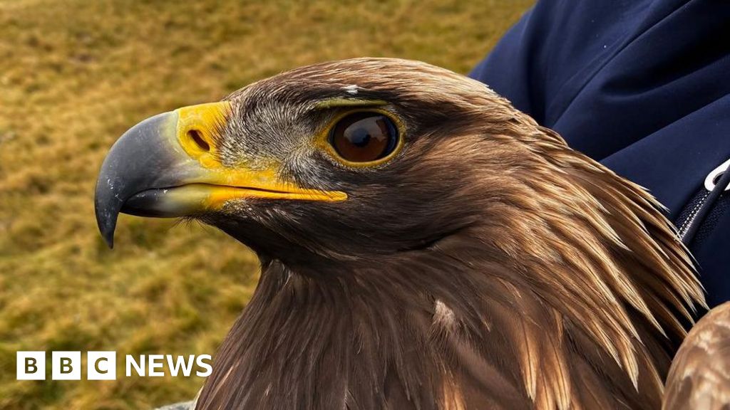Golden eagle died after 'territorial combat' with another bird - BBC