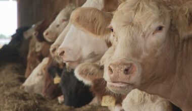P.E.I. looks to create biodigester system to turn animal waste into energy for homes