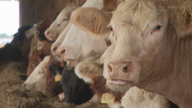 P.E.I. looks to create biodigester system to turn animal waste into energy for homes